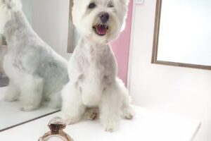 Petsitter store & spa