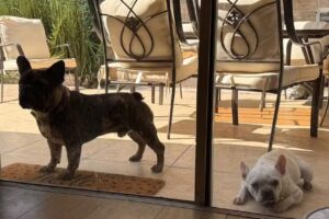 Petvet.cl (Punto de Retiro)