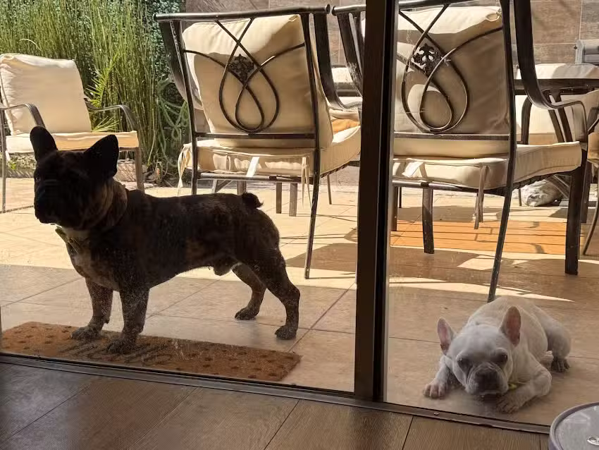 Petvet.cl (Punto de Retiro)