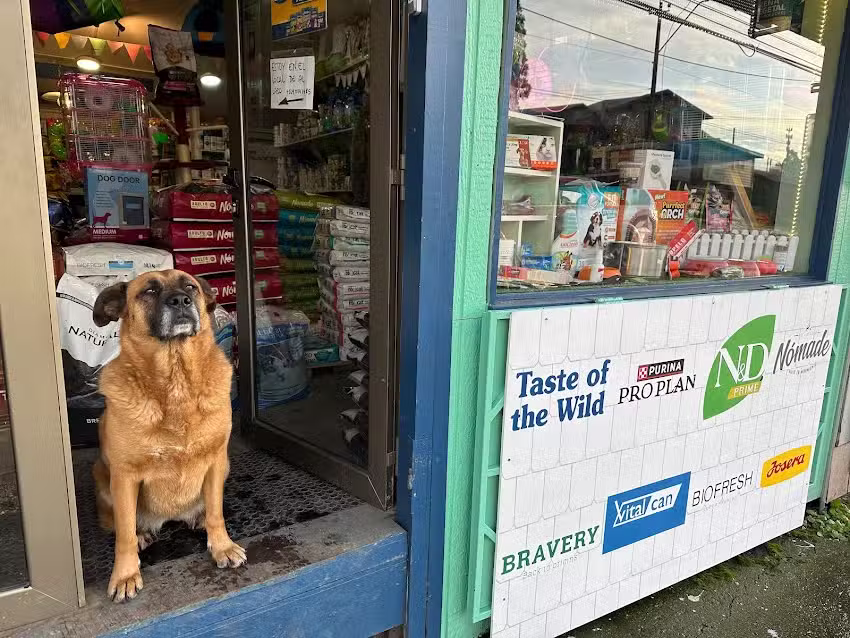 Puerto Mascotas Puerto Varas