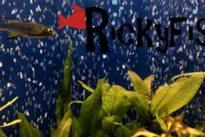 Rickyfish SPA