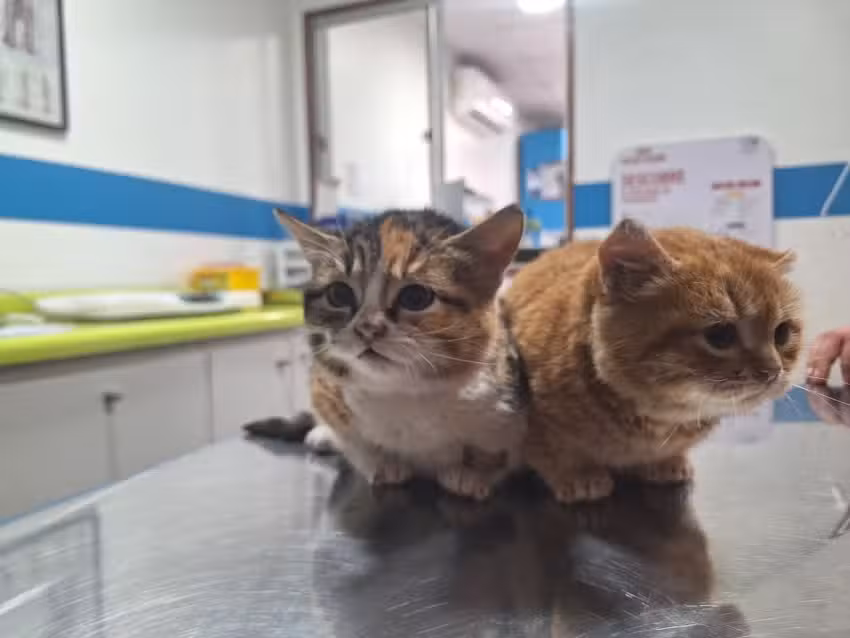 Santiago Animal Vet