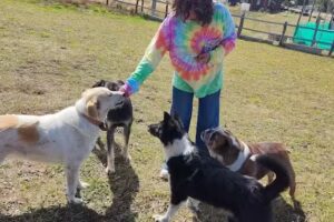 Servicios de Bienestar Animal Don Rocco