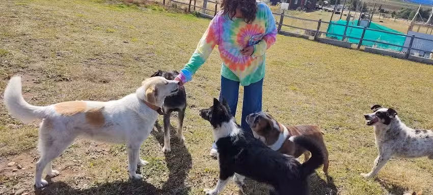Servicios de Bienestar Animal Don Rocco