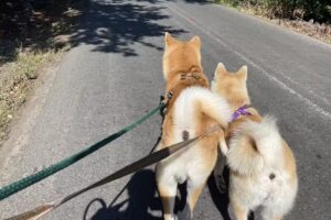 Soc Medico Veterinaria Tecnovet Limitada