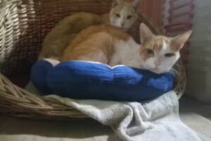 Sociedad Medico Veterinaria Sancho Y Reyes Compania Limitada