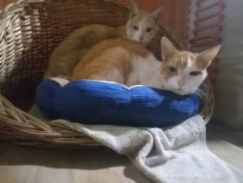 Sociedad Medico Veterinaria Sancho Y Reyes Compania Limitada