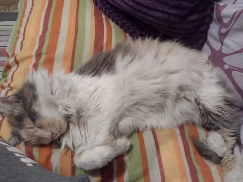 Sociedad Veterinarios Metropolitano Sur Limitada