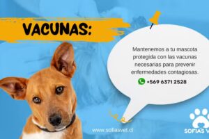 SofiasVet Veterinaria a domicilio en Santiago