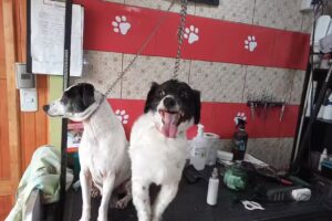 SPA canino NEKO MALANKY