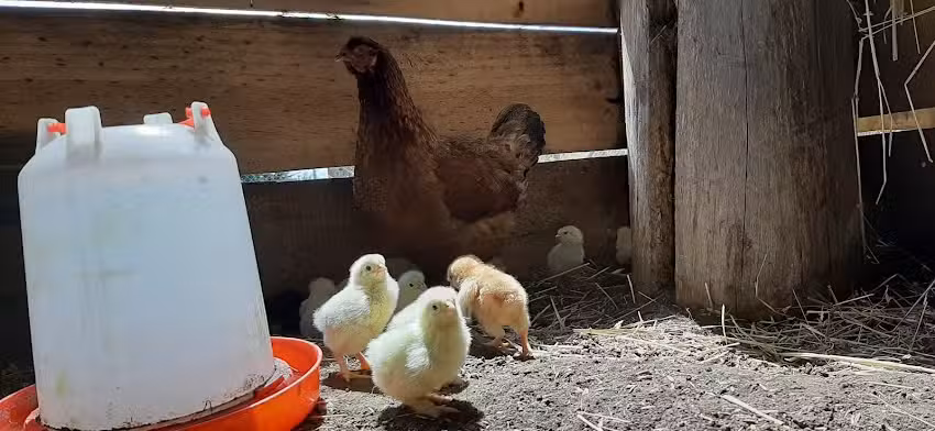 Su&aacute;rez Criadero de Aves