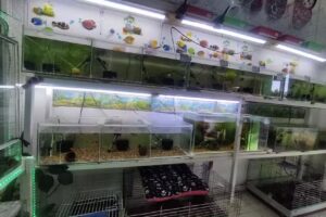 Super Mascotas spa Quilpué