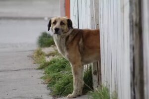 The Global Alliance for Animals and People