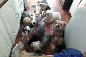 Tienda Cacatua Mascotas