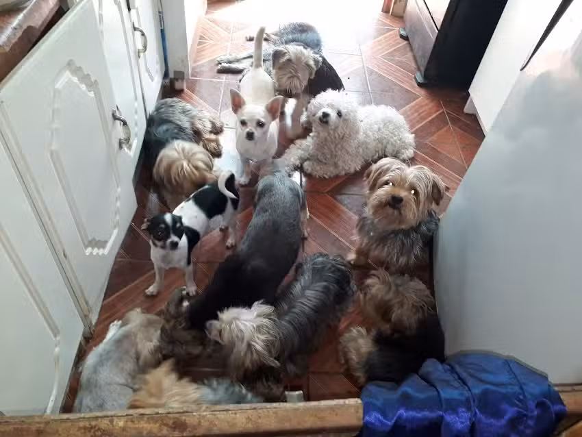 Tienda Cacatua Mascotas