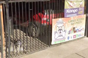 Tienda de Mascotas Logan