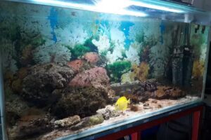 Tienda Mascotas Mascoteca Mascoter&iacute;a Peces Animales Ex&oacute;ticos FREDDY &acute;S AQUARIUM