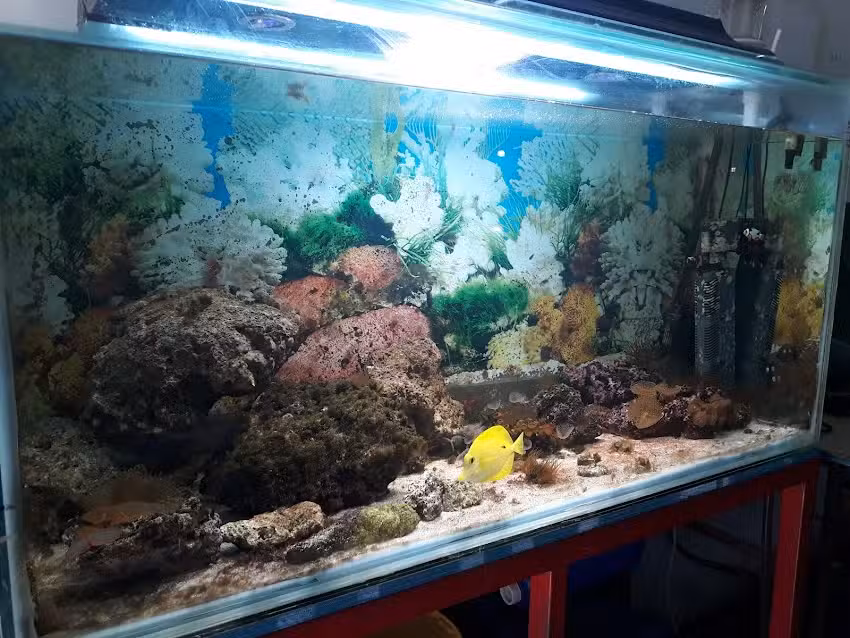 Tienda Mascotas Mascoteca Mascoter&iacute;a Peces Animales Ex&oacute;ticos FREDDY &acute;S AQUARIUM