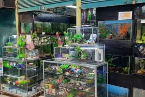 Tienda Peces Acuarios Accesorios Asesor&iacute;as Mantenciones MONMAR EXPRESS
