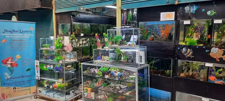 Tienda Peces Acuarios Accesorios Asesor&iacute;as Mantenciones MONMAR EXPRESS
