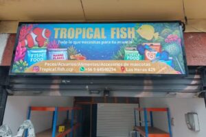 Tropical Fish Concepcion