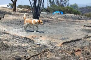 Union de Amigos de los Animales
