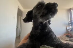 Universo Animal &ndash; Veterinaria, Tienda y Peluquer&iacute;a