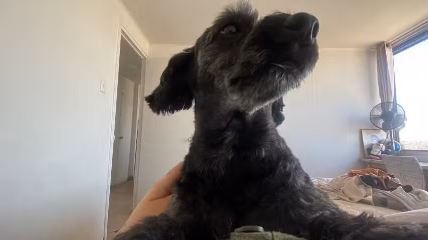 Universo Animal &ndash; Veterinaria, Tienda y Peluquer&iacute;a