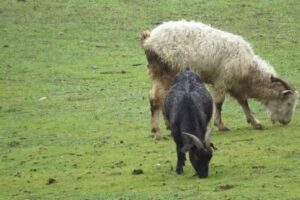 Venta de caprinos y Carb&oacute;n &ndash; Luisa Cifuentes Saavedra