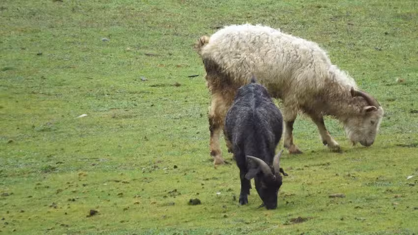 Venta de caprinos y Carb&oacute;n &ndash; Luisa Cifuentes Saavedra