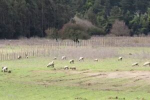 Venta de ovinos y caprinos – Massiel Morales