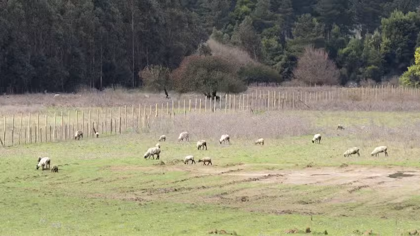Venta de ovinos y caprinos &ndash; Massiel Morales