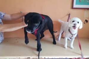 Veterinaria 3 Poniente