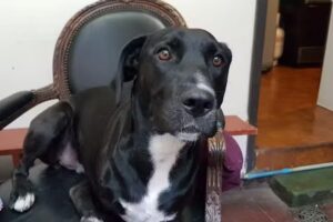 Veterinaria a Domicilio