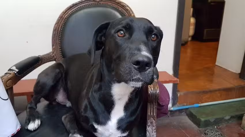 Veterinaria a Domicilio