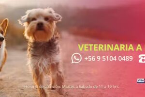 Veterinaria a Domicilio RVM poniente