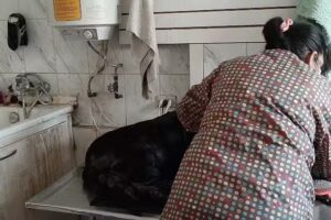 Veterinaria Animalife