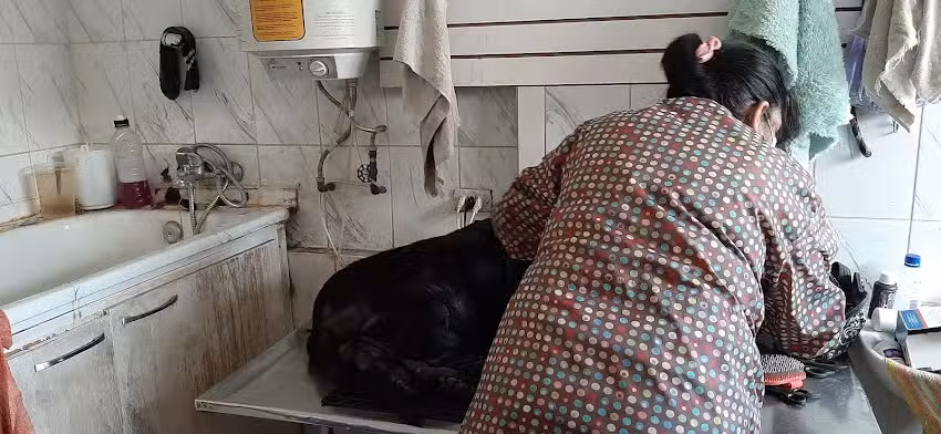 Veterinaria Animalife