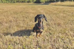 Veterinaria Beauty Pet&rsquo;s