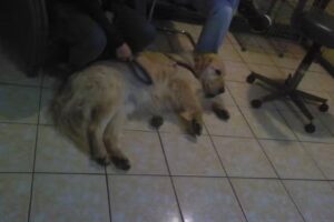 Veterinaria Beckenham S.A.