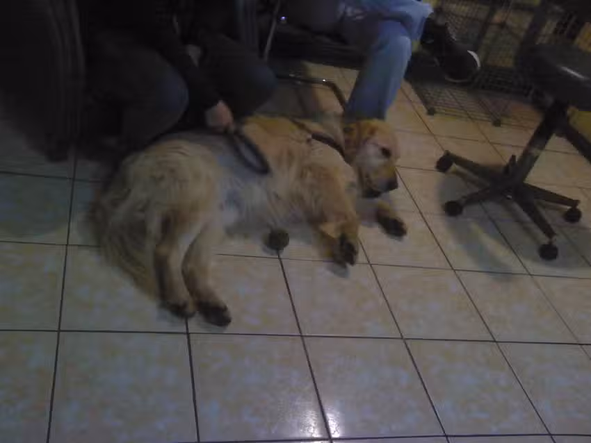 Veterinaria Beckenham S.A.