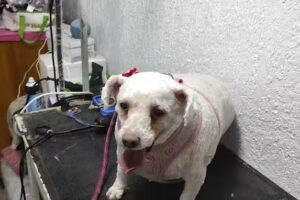 Veterinaria Belmarvet