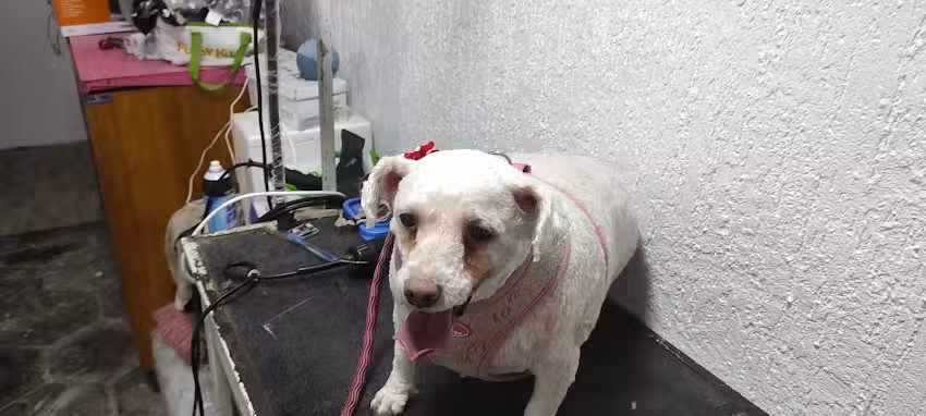 Veterinaria Belmarvet