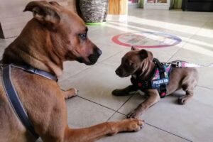 Veterinaria Clinitec