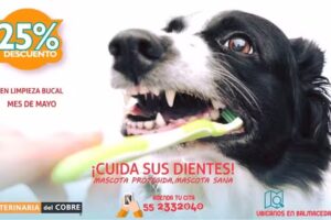 Veterinaria del Cobre