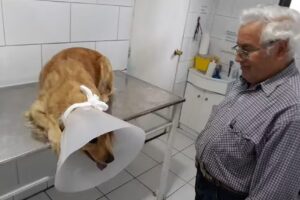 Veterinaria Diego Silva