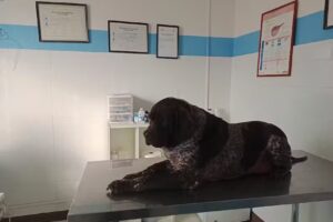 Veterinaria Dr. Home