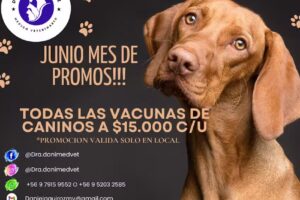 Veterinaria Dra Daniela Quiroz V