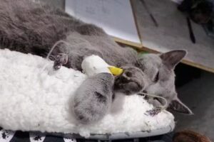 Veterinaria Esquina Pet