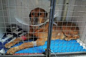 Veterinaria &ldquo;Fossey&rdquo;